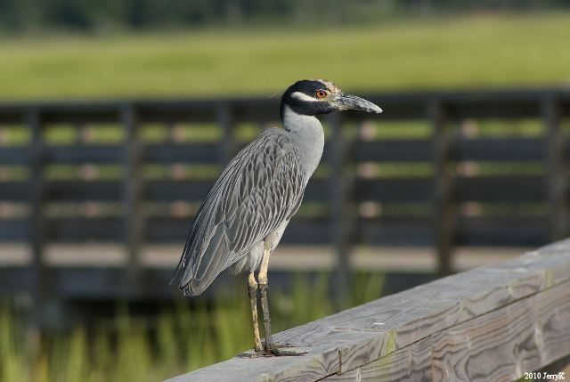 Yellow-crowned Night-Heron